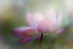 Wall mural lotus dreamy – fototapet med unikt motiv som skapar en inspirerande fondvägg