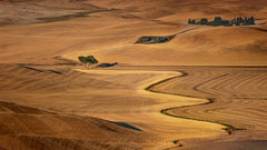 Wall mural Golden Palouse – fototapet med unikt motiv som skapar en inspirerande fondvägg