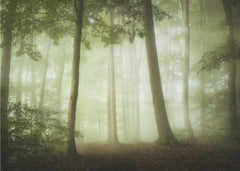 Foggy Forest Light