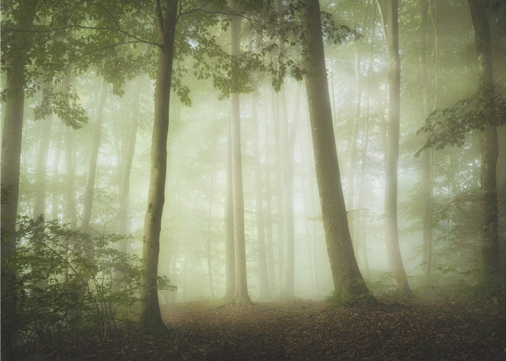 Foggy Forest Light