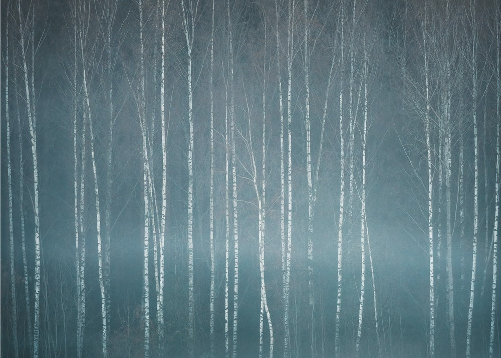 Misty Birch Forest