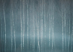 Misty Birch Forest