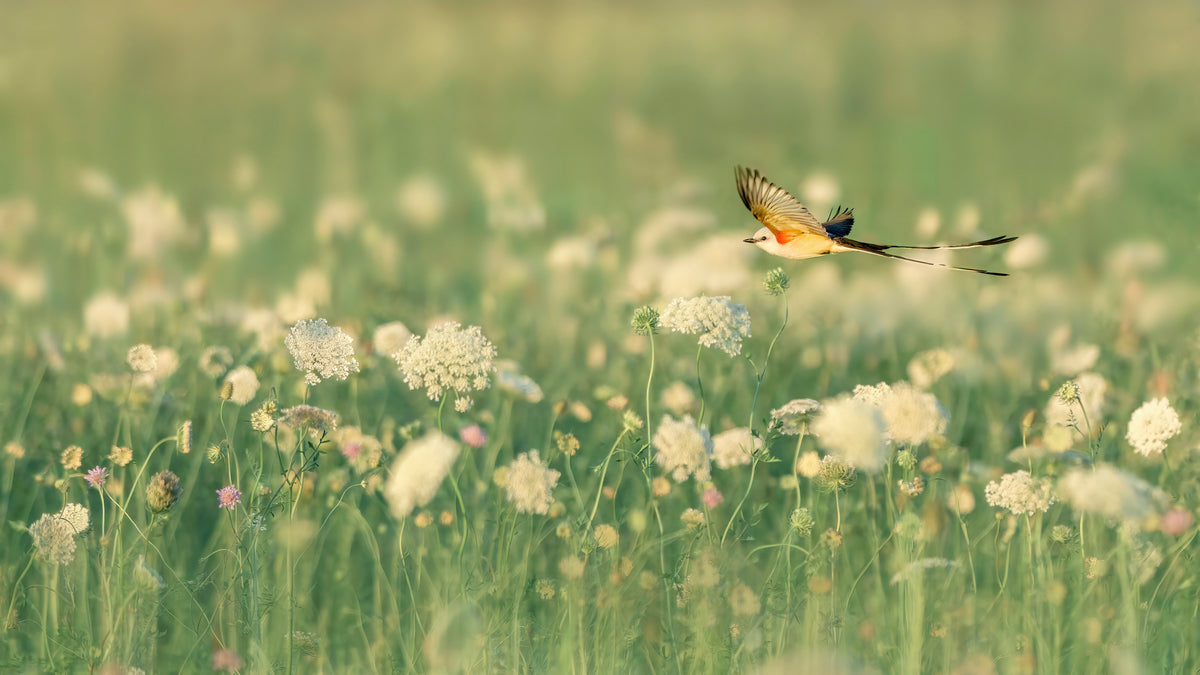 Spring Messager