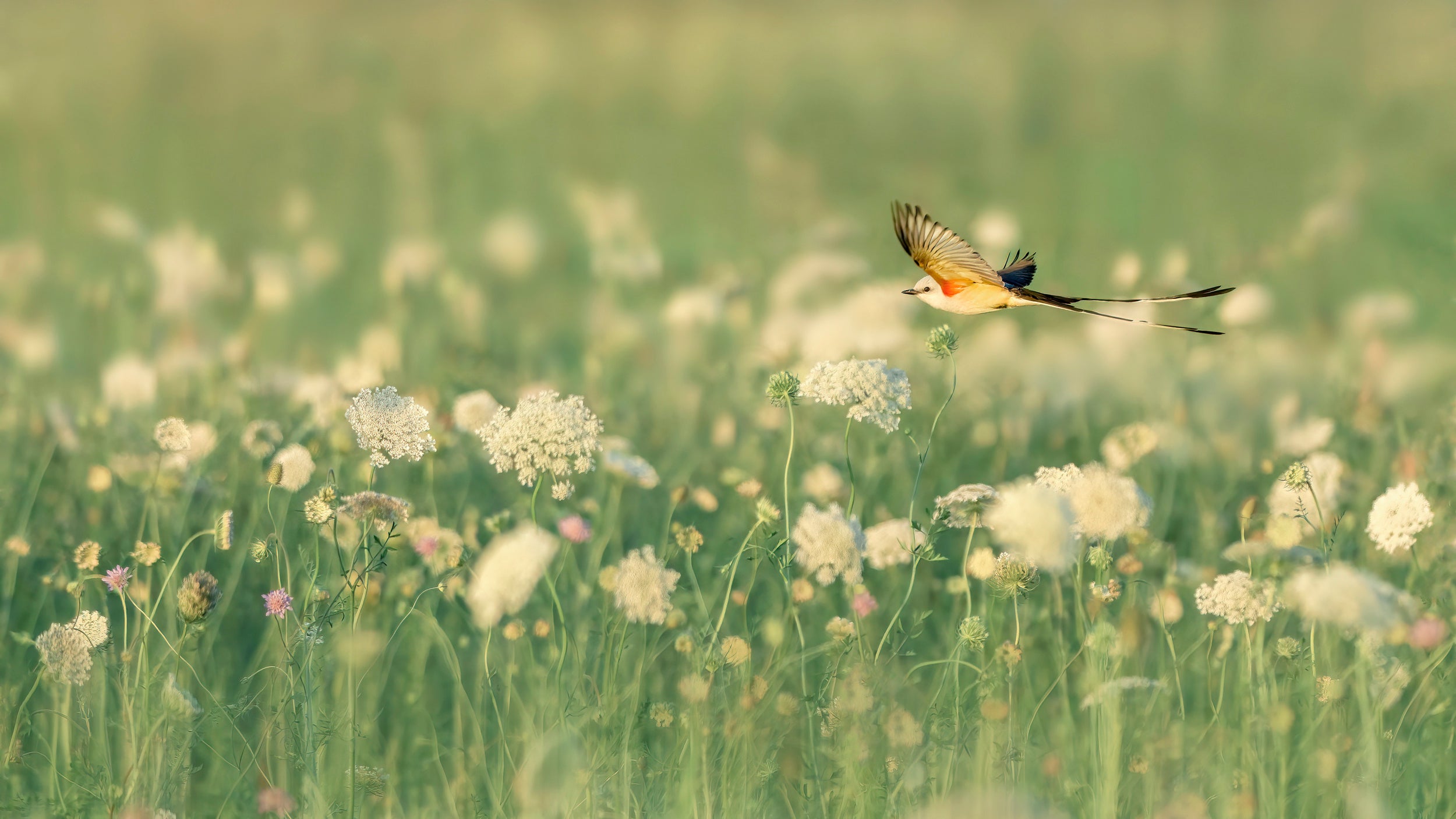 Spring Messager