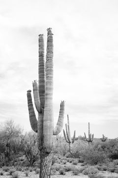 Wall mural Saguaro B&amp;W – fototapet med unikt motiv som skapar en inspirerande fondvägg