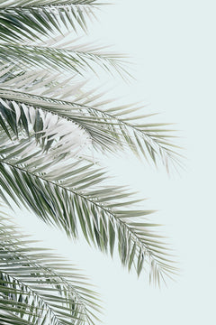 Wall mural Blue Palms – fototapet med unikt motiv som skapar en inspirerande fondvägg