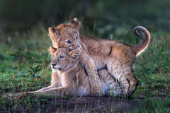 Wall mural Playful lion cubs – fototapet med unikt motiv som skapar en inspirerande fondvägg