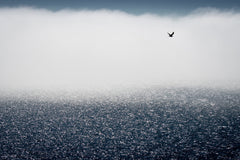 Wall mural Gulls don't care for the fog – fototapet med unikt motiv som skapar en inspirerande fondvägg