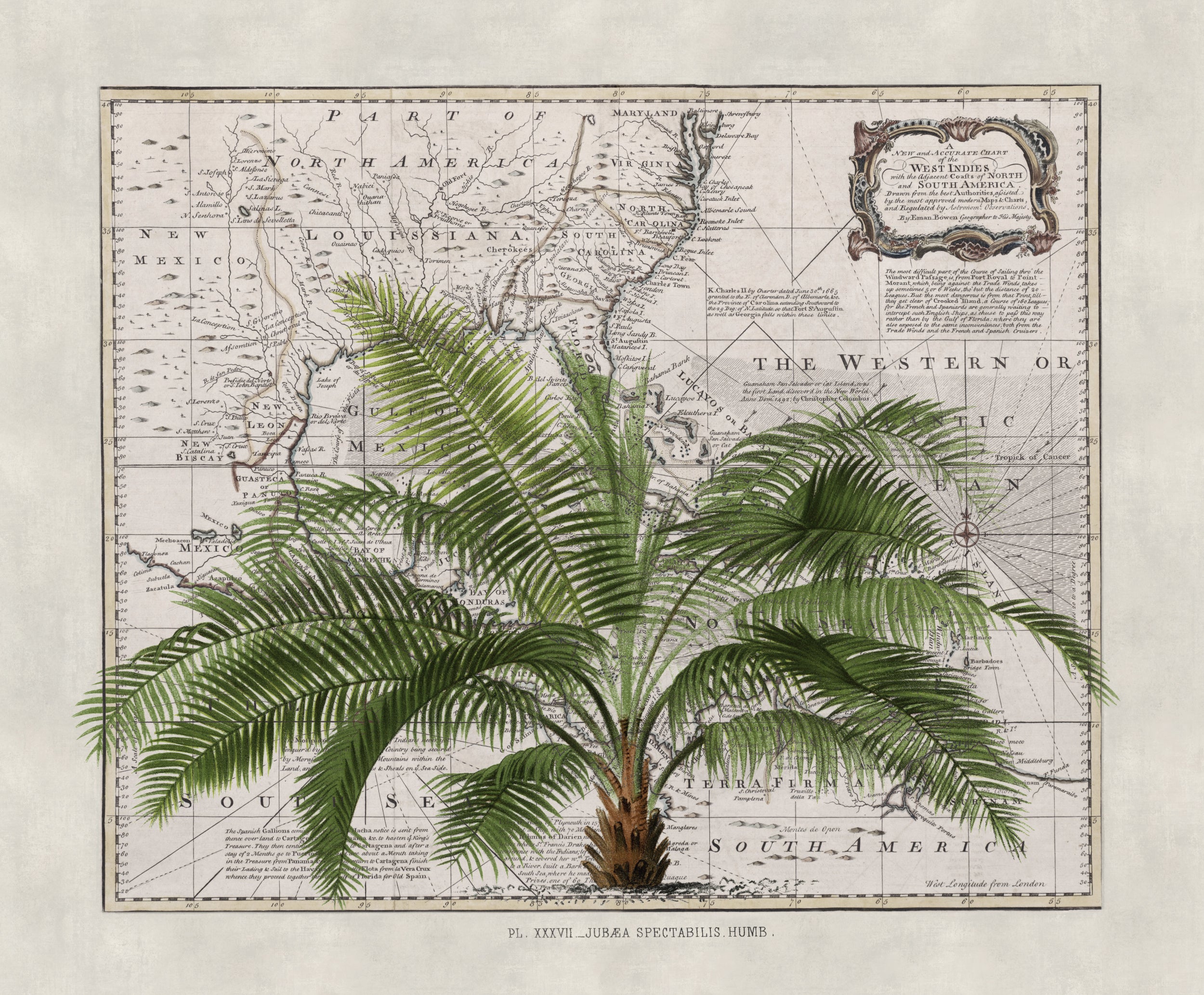 Tropical Empire No2