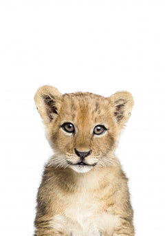 Wall mural Baby Lion – fototapet med unikt motiv som skapar en inspirerande fondvägg
