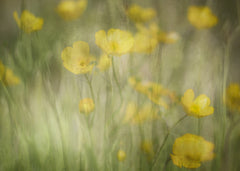 Wall mural Rhapsody in Yellow – fototapet med unikt motiv som skapar en inspirerande fondvägg