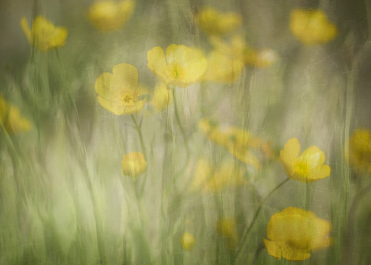 Rhapsody in Yellow