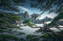 Landskap Strange pine tree in Yellow mountain – kvalitetsprodukt för ett vackrare och mer hållbart hem