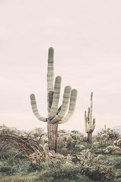 Wall mural Pink Saguaro – fototapet med unikt motiv som skapar en inspirerande fondvägg