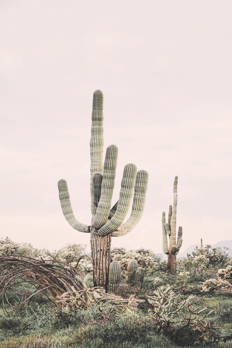 Rosa Saguaro
