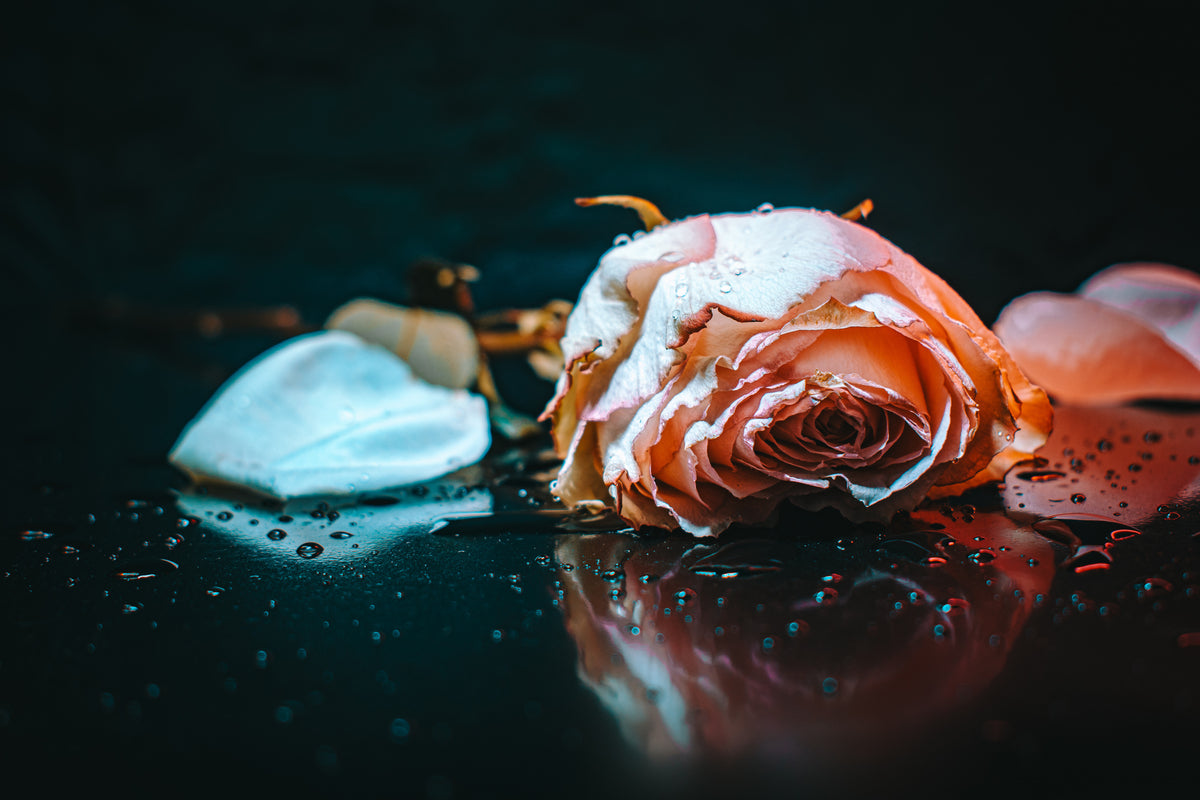 trist rose