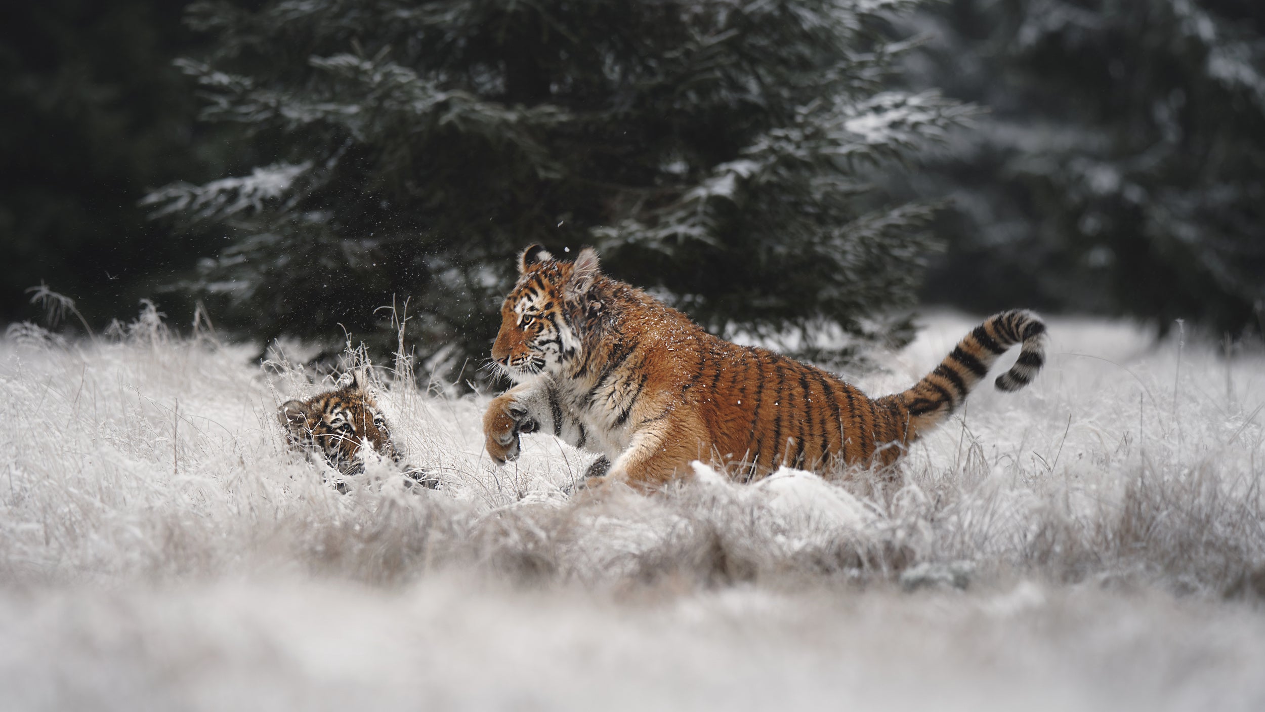 Joy on the snow