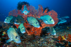 Wall mural Painted sweetlips – fototapet med unikt motiv som skapar en inspirerande fondvägg