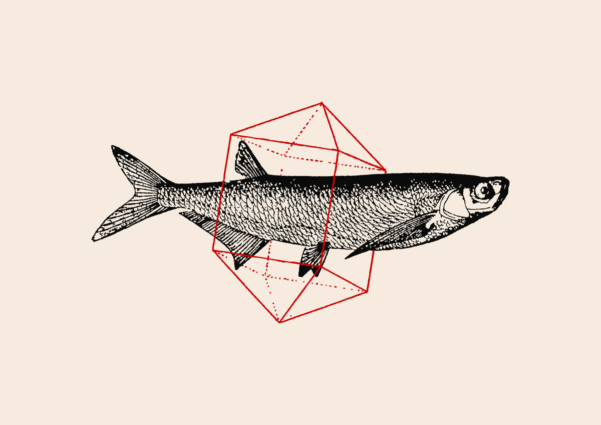 Fisk i Geometrics Nº2
