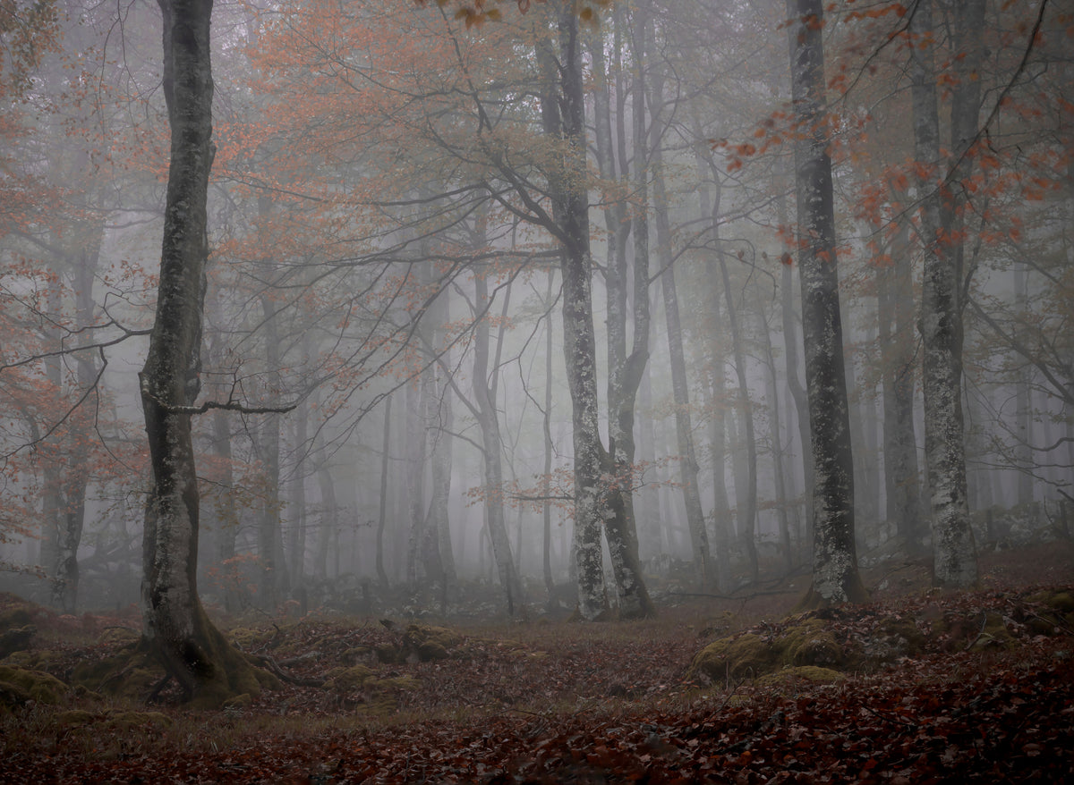Tåke og skog