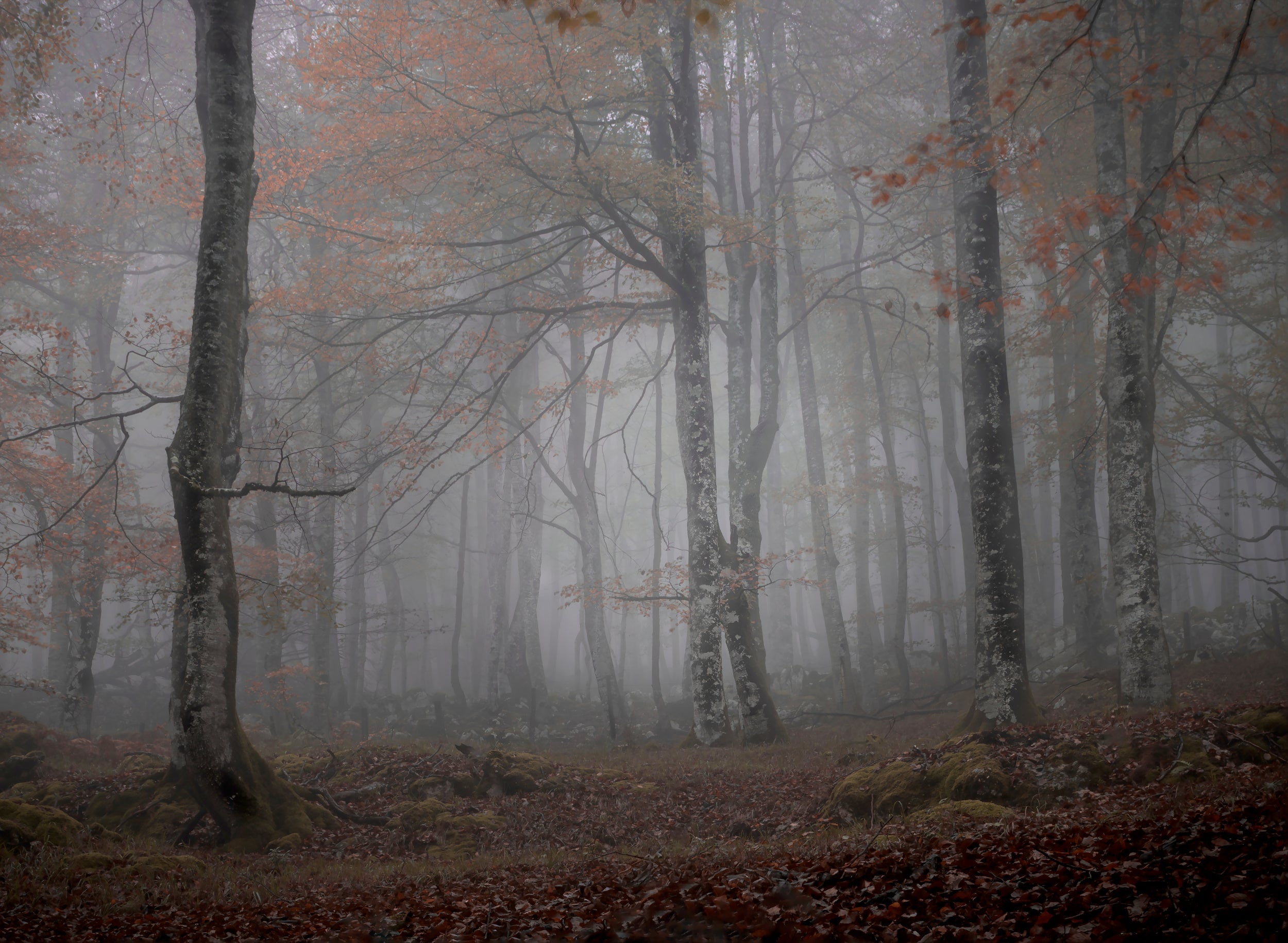 Fog and forest