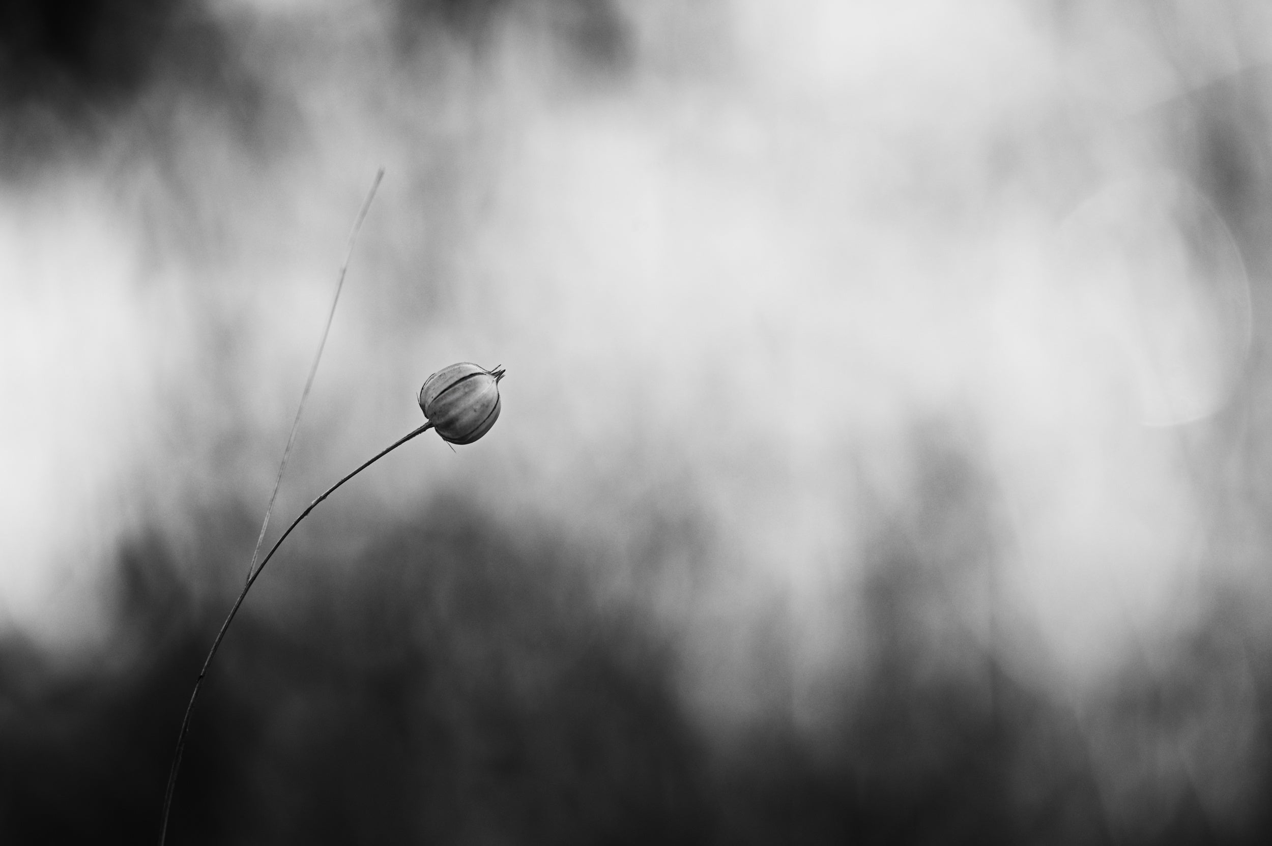 Flax after flowering