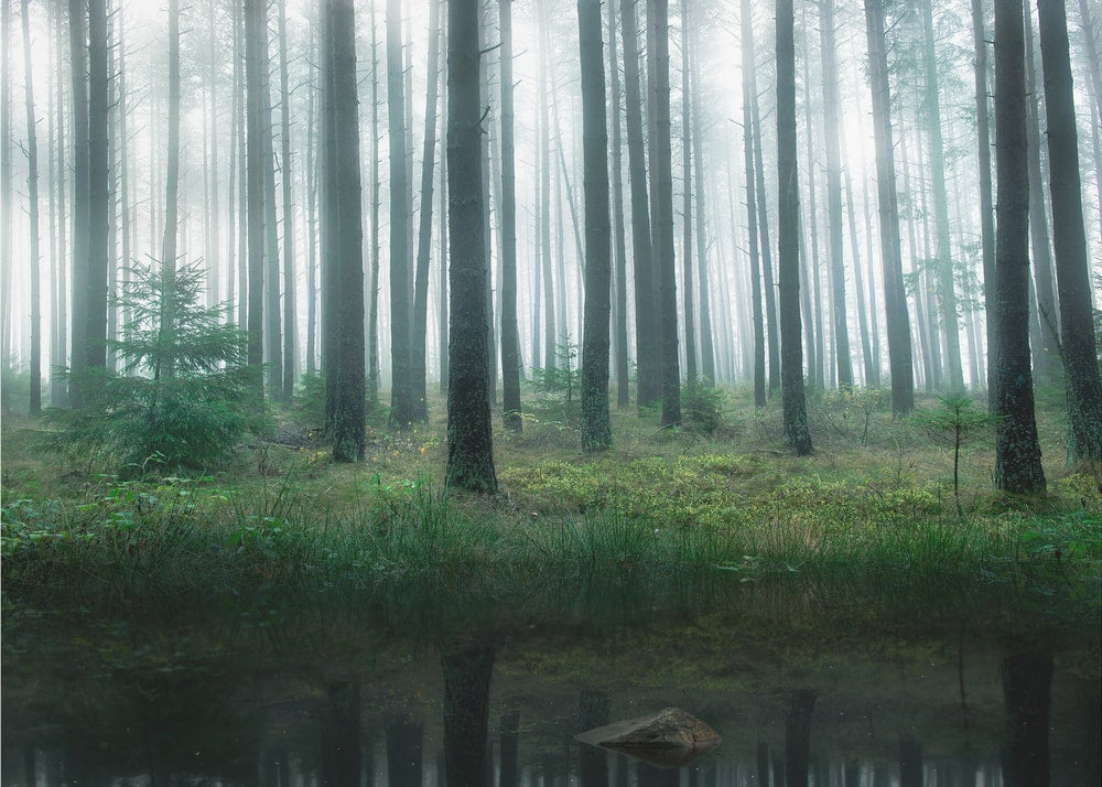 Misty Forest Reflections