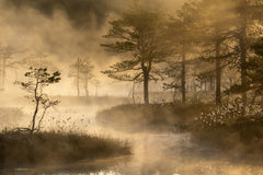 Wall mural Swamp sunrise – fototapet med unikt motiv som skapar en inspirerande fondvägg