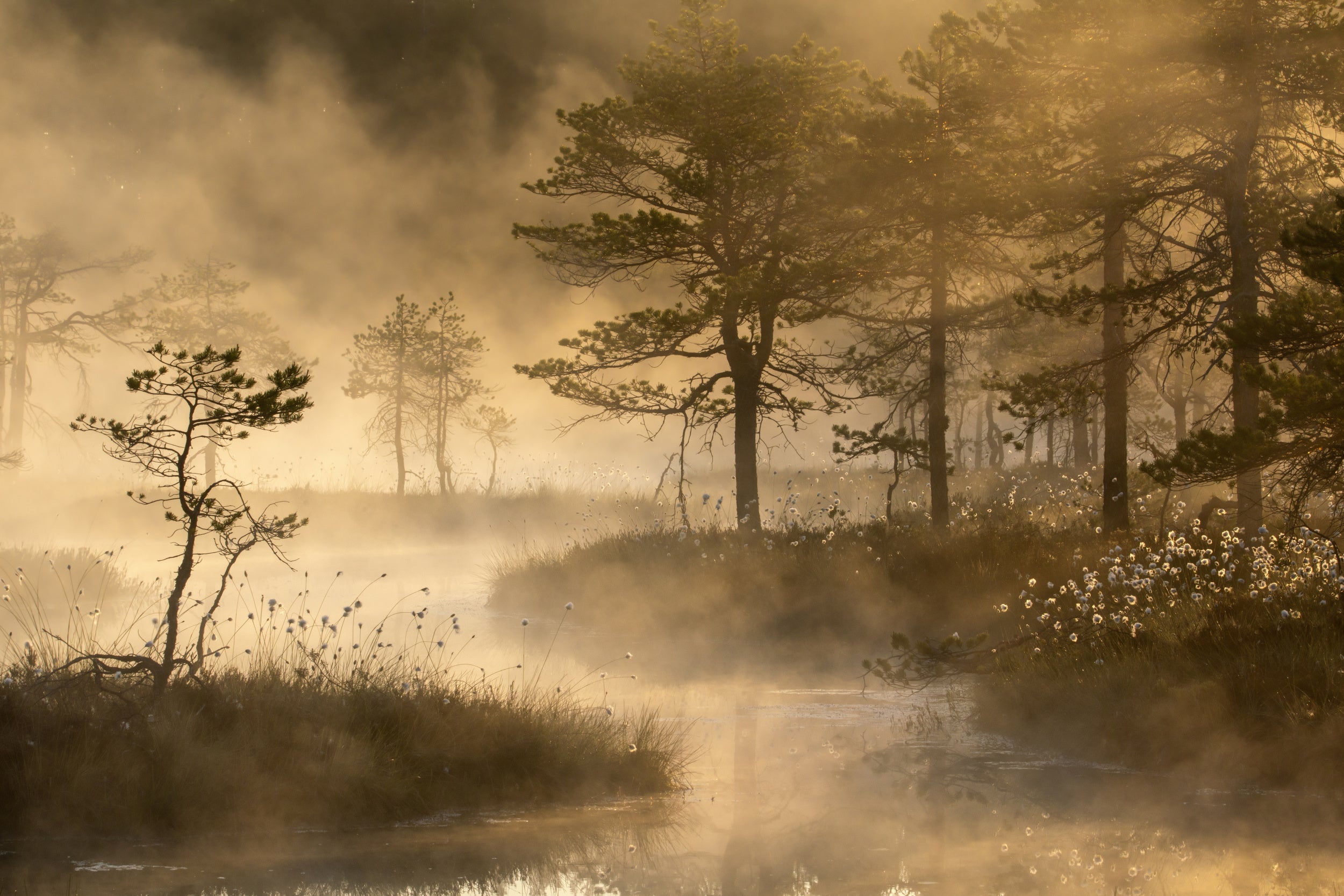 Swamp sunrise