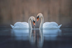 Wall mural Couple – fototapet med unikt motiv som skapar en inspirerande fondvägg