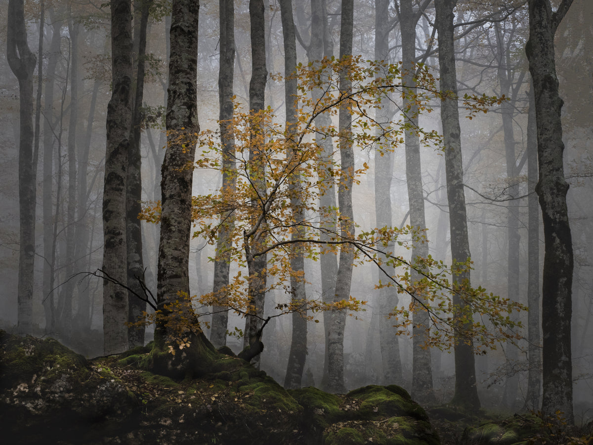 Skog i tåke
