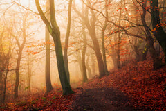 Wall mural Wake up forest – fototapet med unikt motiv som skapar en inspirerande fondvägg