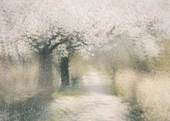 Wall mural Cherry blossom – fototapet med unikt motiv som skapar en inspirerande fondvägg