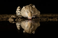 Wall mural Leopard drinking – fototapet med unikt motiv som skapar en inspirerande fondvägg
