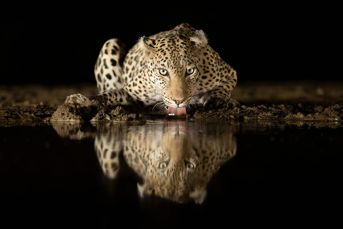 Leopard som drikker