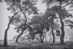 Wall mural Pine trees – fototapet med unikt motiv som skapar en inspirerande fondvägg