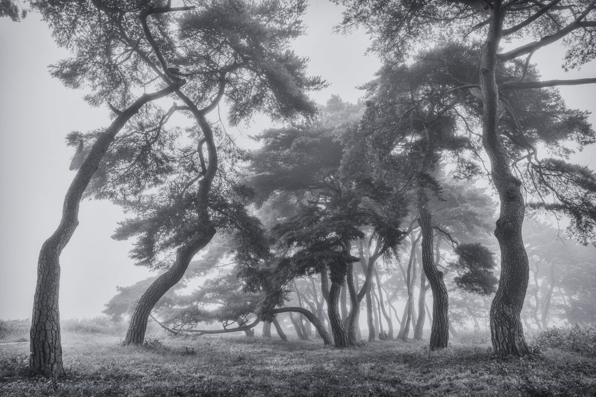 Pine trees
