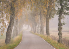 Misty Autumn Road