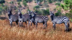 Wall mural Zebras – fototapet med unikt motiv som skapar en inspirerande fondvägg