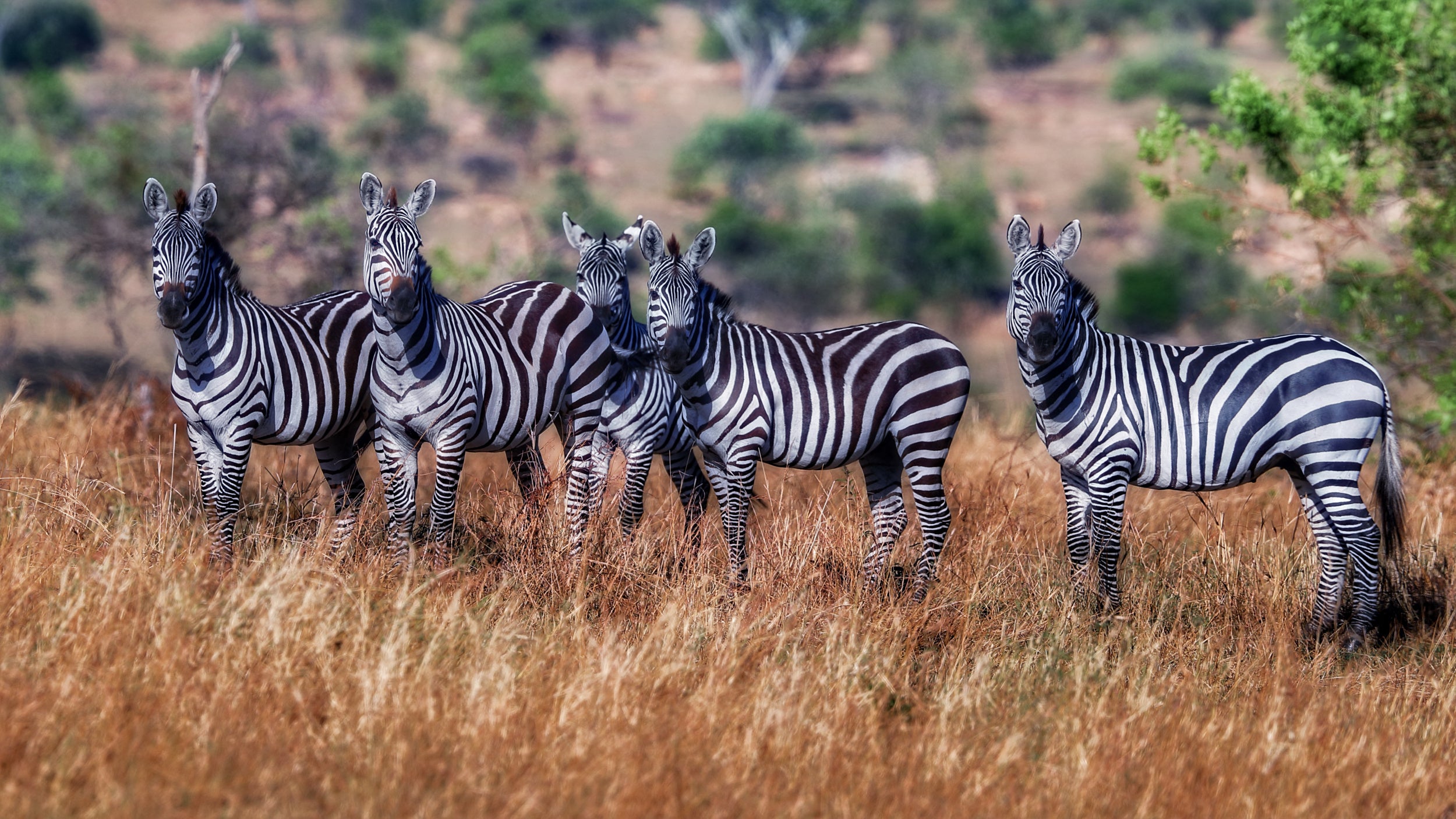 Zebras