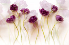 Wall mural Tulips (III) – fototapet med unikt motiv som skapar en inspirerande fondvägg