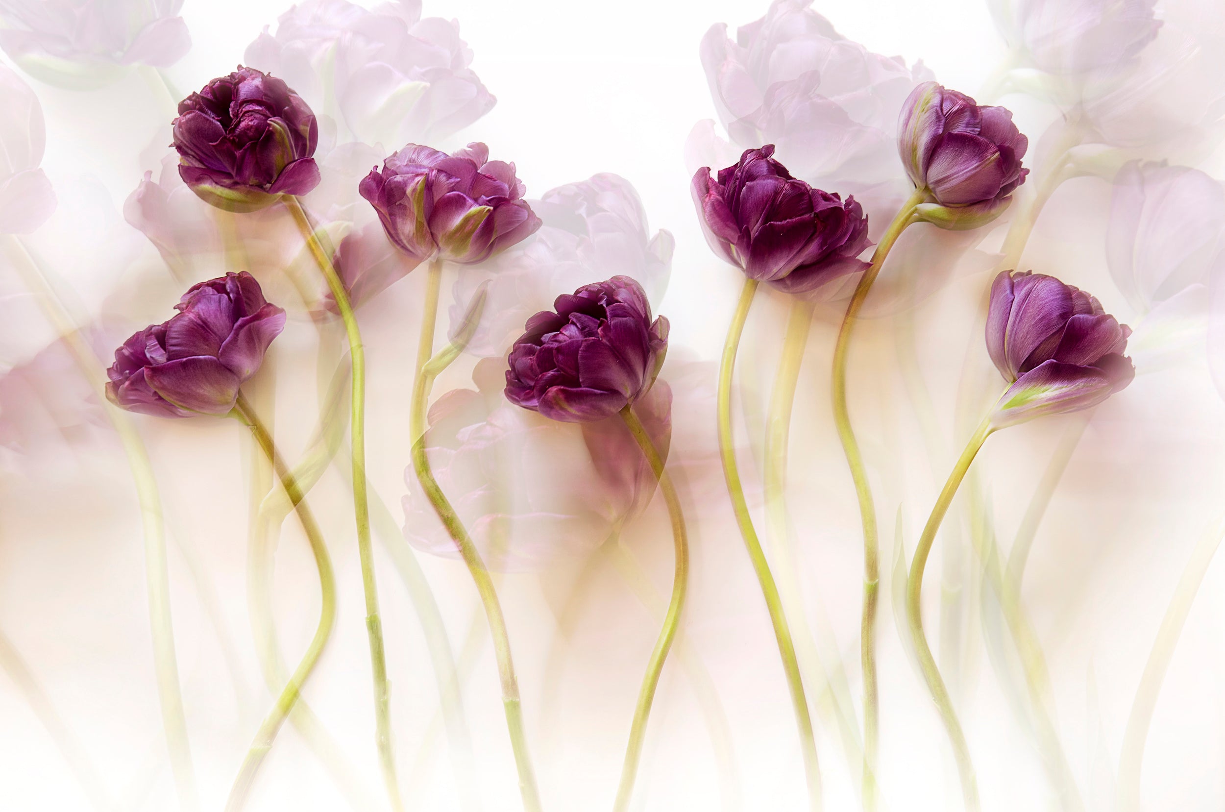 Tulips (III)