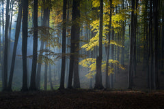 Wall mural Foggy forest – fototapet med unikt motiv som skapar en inspirerande fondvägg