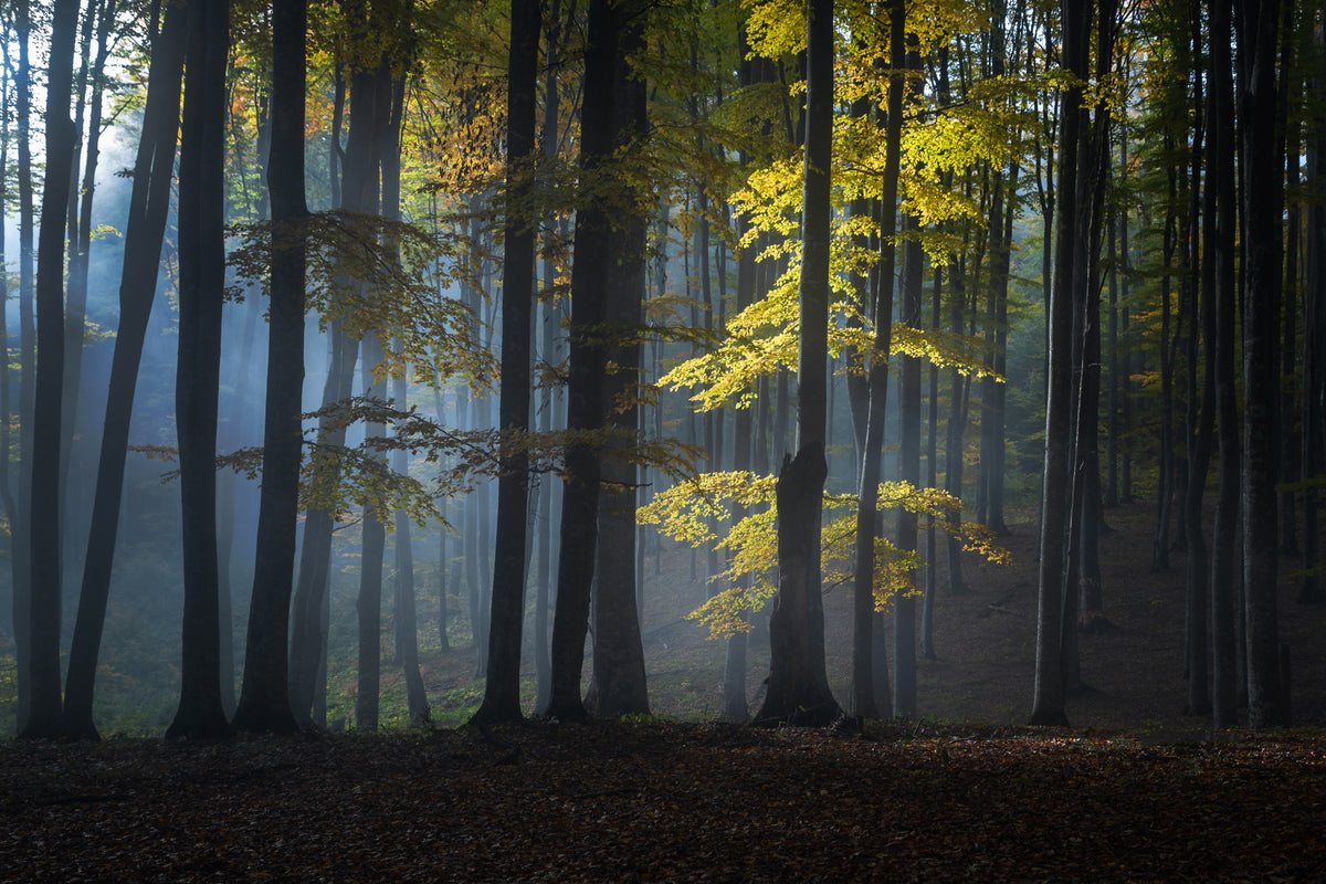 Tåkete skog