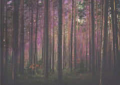 Mystic Purple Forest