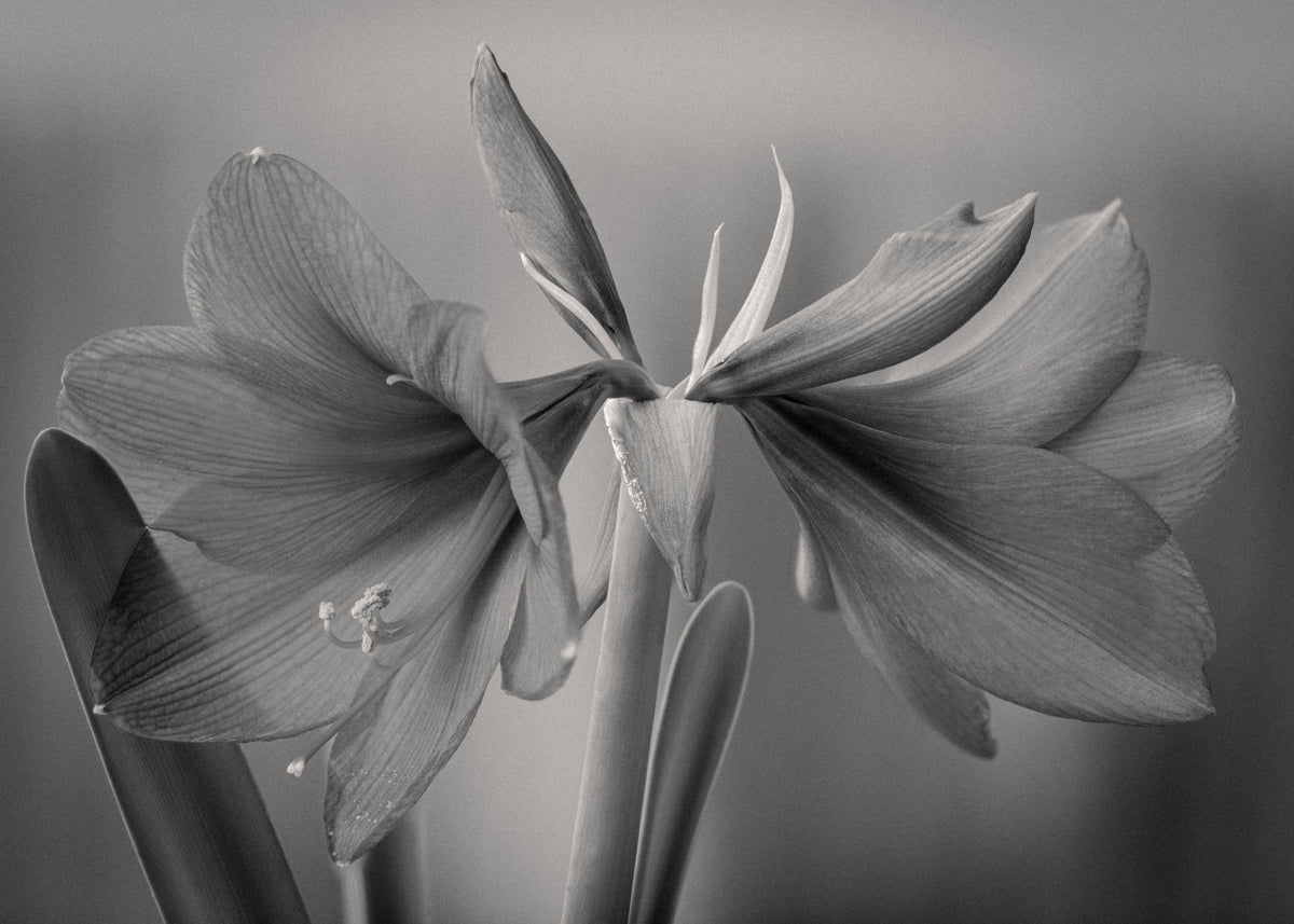 Eleganse