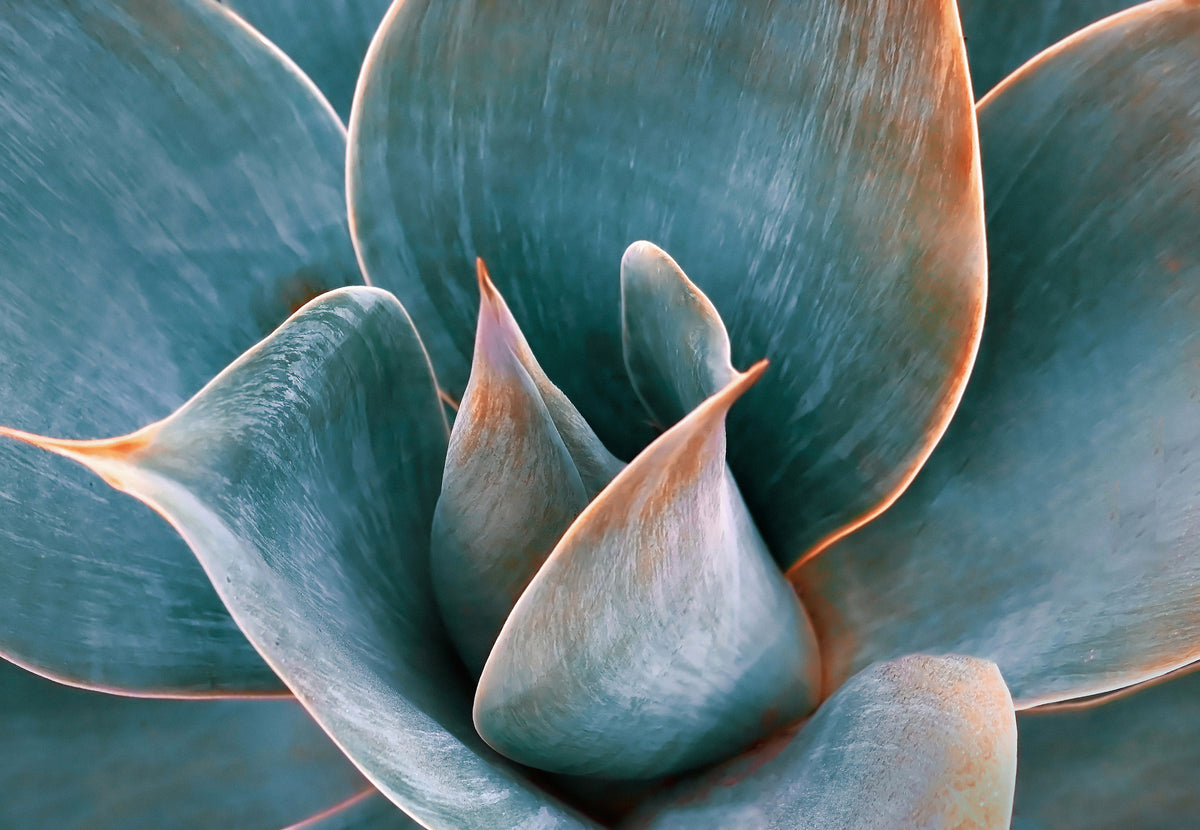 Agave abstrakt om våren