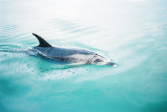 Wall mural Dolphin NZ Northern – fototapet med unikt motiv som skapar en inspirerande fondvägg