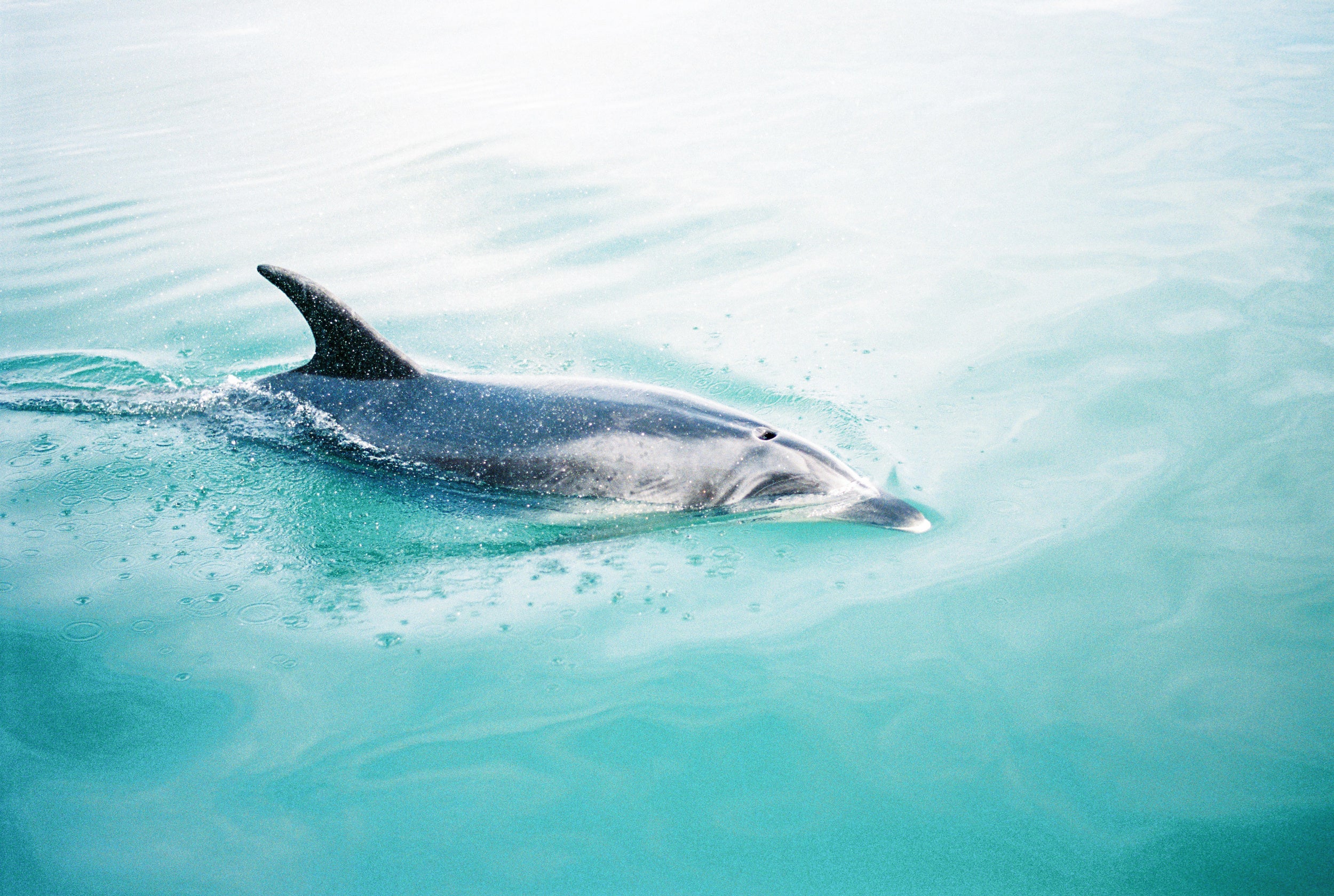 Dolphin N.Z. Northern