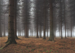 Deep Misty Forest